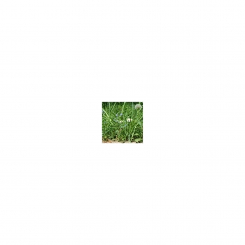 Photo Background - meadow - 10x10 - Cube